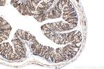 SULT1B1 Antibody in Immunohistochemistry (Paraffin) (IHC (P))
