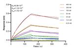 SULT1B1 Antibody in Surface plasmon resonance (SPR)