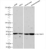 SLC16A11 Antibody in Western Blot (WB)