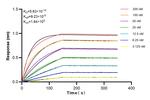Glypican 2 Antibody in Surface plasmon resonance (SPR)