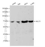 MLLT1 Antibody in Western Blot (WB)