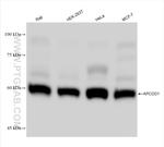 APCDD1 Antibody in Western Blot (WB)