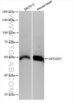 APCDD1 Antibody in Western Blot (WB)