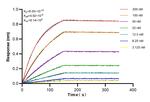 CBX1 Antibody in Surface plasmon resonance (SPR)