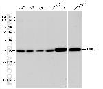 ABHD6 Antibody in Western Blot (WB)