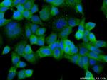 NRG1, isoform Alpha Antibody in Immunocytochemistry (ICC/IF)