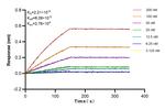 KCNJ15 Antibody in Surface plasmon resonance (SPR)