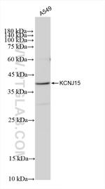KCNJ15 Antibody in Western Blot (WB)