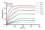 SNAP25 Antibody in Surface plasmon resonance (SPR)