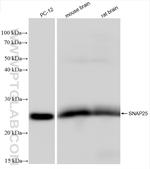 SNAP25 Antibody in Western Blot (WB)