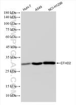 EFHD2 Antibody in Western Blot (WB)