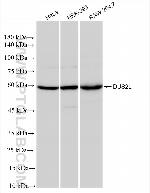 DUS2L Antibody in Western Blot (WB)