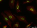 BUB3 Antibody in Immunocytochemistry (ICC/IF)
