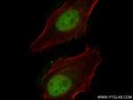 BUB3 Antibody in Immunocytochemistry (ICC/IF)