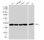 BUB3 Antibody in Western Blot (WB)