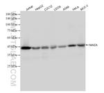 MAEA Antibody in Western Blot (WB)