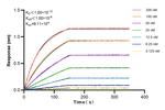 MAEA Antibody in Surface plasmon resonance (SPR)