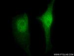 MAEA Antibody in Immunocytochemistry (ICC/IF)