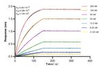 MAEA Antibody in Surface plasmon resonance (SPR)