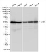MAEA Antibody in Western Blot (WB)
