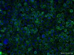 DOCK8 Antibody in Immunocytochemistry (ICC/IF)