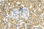 DOCK8 Antibody in Immunohistochemistry (Paraffin) (IHC (P))