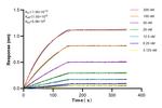 EPB41L3 Antibody in Surface plasmon resonance (SPR)
