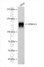 EPB41L3 Antibody in Western Blot (WB)