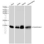 Cytochrome c Antibody in Western Blot (WB)