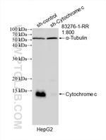 Cytochrome c Antibody in Western Blot (WB)