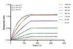 Shh Antibody in Surface plasmon resonance (SPR)