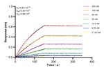 Albumin Antibody in Surface plasmon resonance (SPR)
