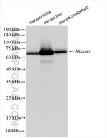 Albumin Antibody in Western Blot (WB)