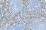 HO-1/Hmox1 Antibody in Immunohistochemistry (Paraffin) (IHC (P))