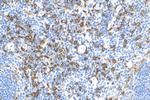 HO-1/Hmox1 Antibody in Immunohistochemistry (Paraffin) (IHC (P))