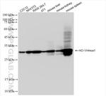 HO-1/Hmox1 Antibody in Western Blot (WB)