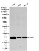 GINS1 Antibody in Western Blot (WB)
