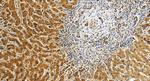 ECSIT Antibody in Immunohistochemistry (Paraffin) (IHC (P))
