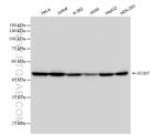 ECSIT Antibody in Western Blot (WB)