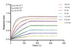 CD14 Antibody in Surface plasmon resonance (SPR)