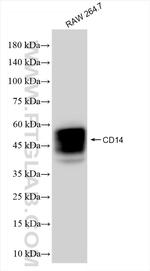 CD14 Antibody in Western Blot (WB)