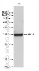 STX1B Antibody in Western Blot (WB)