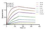 SMARCA4 Antibody in Surface plasmon resonance (SPR)