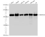 SMARCA4 Antibody in Western Blot (WB)