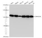 SMARCA4 Antibody in Western Blot (WB)