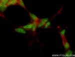 COPS8 Antibody in Immunocytochemistry (ICC/IF)