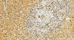 COPS8 Antibody in Immunohistochemistry (Paraffin) (IHC (P))