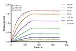 COPS8 Antibody in Surface plasmon resonance (SPR)