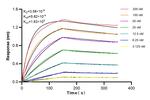 GPC1 Antibody in Surface plasmon resonance (SPR)