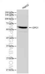 GPC1 Antibody in Western Blot (WB)